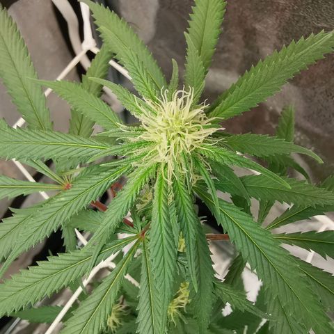 Lucia the 2nd growlog timeline photo