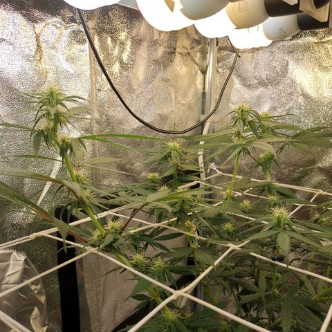 Lucia the 2nd growlog timeline photo