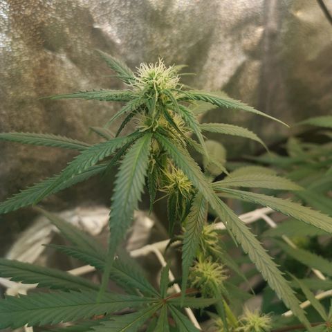 Lucia the 2nd growlog timeline photo