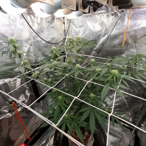 Lucia the 2nd growlog timeline photo