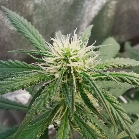 Lucia the 2nd growlog timeline photo