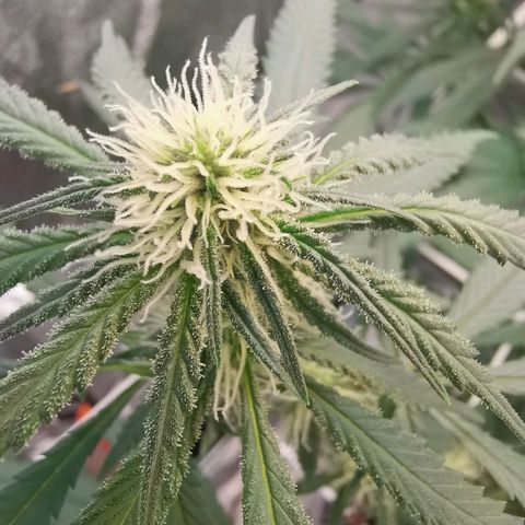 Lucia the 2nd growlog timeline photo