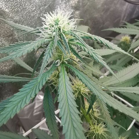 Lucia the 2nd growlog timeline photo