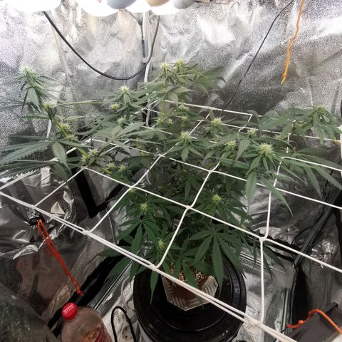 Lucia the 2nd growlog timeline photo