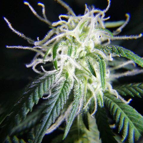 Lucia the 2nd growlog timeline photo