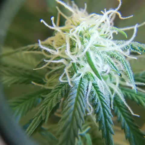 Lucia the 2nd growlog timeline photo