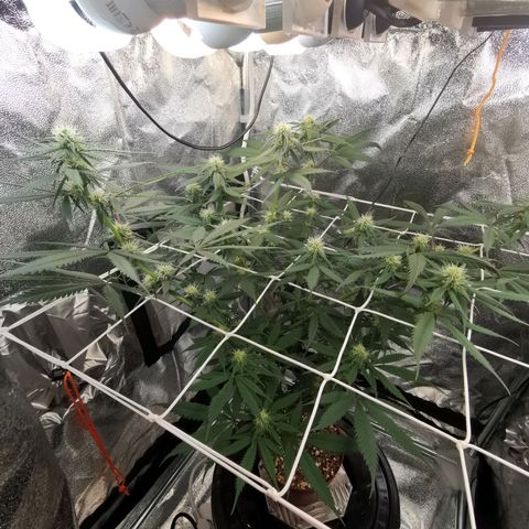 Lucia the 2nd growlog timeline photo