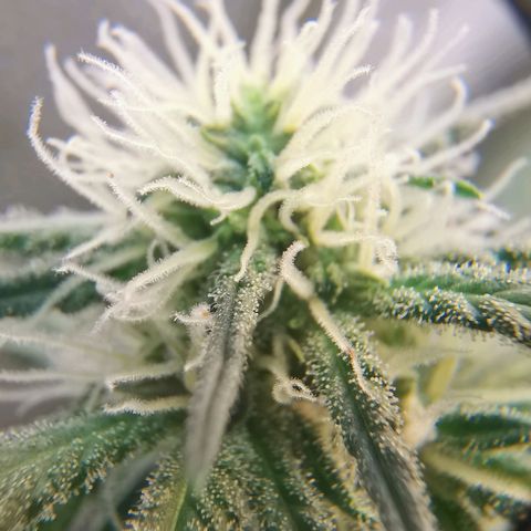 Lucia the 2nd growlog timeline photo
