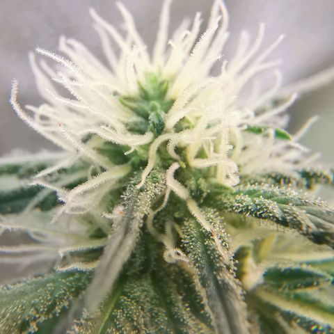 Lucia the 2nd growlog timeline photo