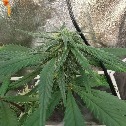 Lucia the 2nd growlog timeline photo