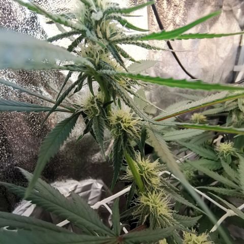 Lucia the 2nd growlog timeline photo