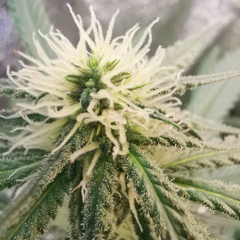 Lucia the 2nd growlog timeline photo