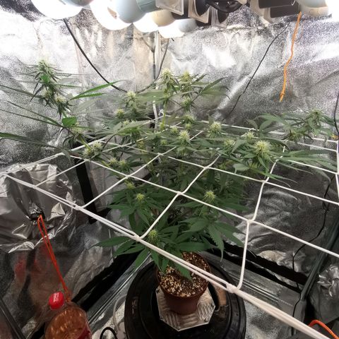 Lucia the 2nd growlog timeline photo