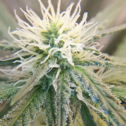 Lucia the 2nd growlog timeline photo
