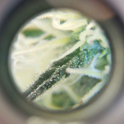 Lucia the 2nd growlog timeline photo