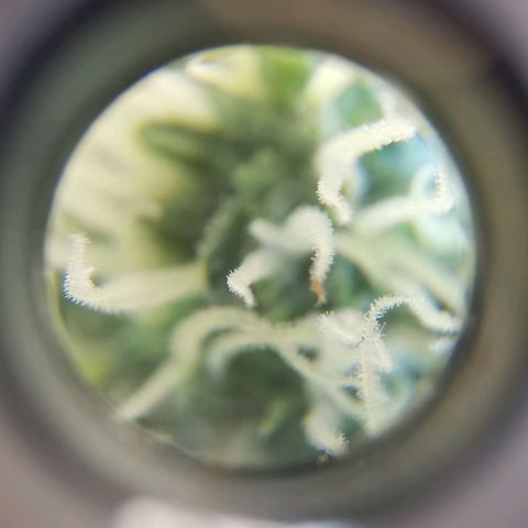 Lucia the 2nd growlog timeline photo