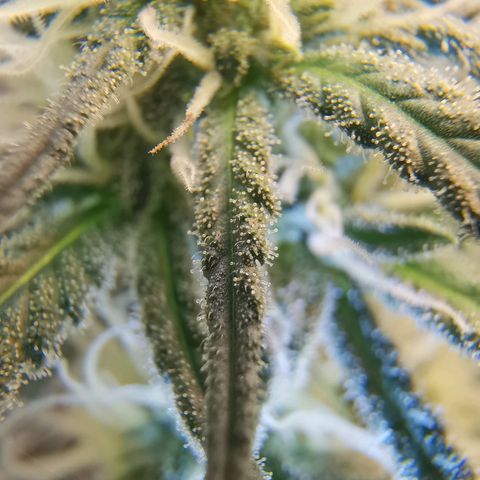 Lucia the 2nd growlog timeline photo