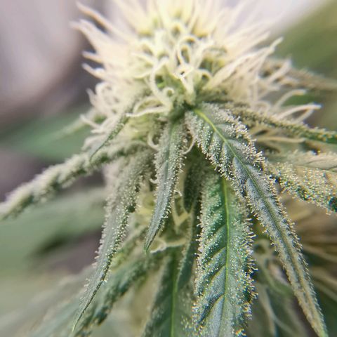 Lucia the 2nd growlog timeline photo