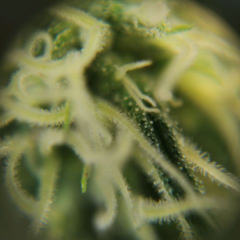 Lucia the 2nd growlog timeline photo