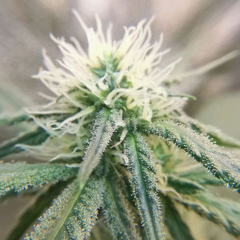Lucia the 2nd growlog timeline photo