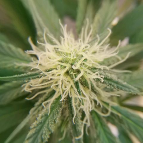 Lucia the 2nd growlog timeline photo