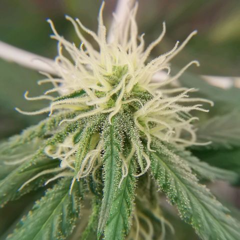 Lucia the 2nd growlog timeline photo