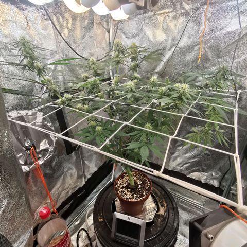 Lucia the 2nd growlog timeline photo