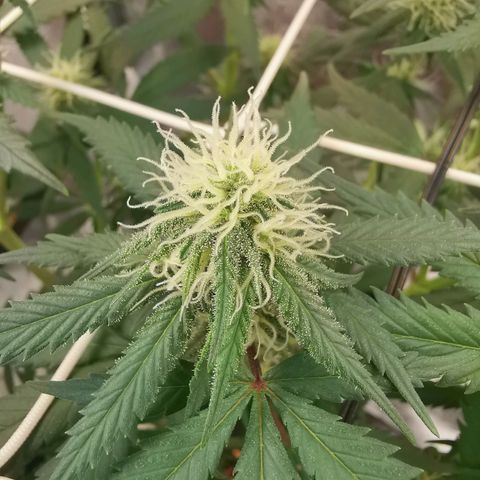 Lucia the 2nd growlog timeline photo
