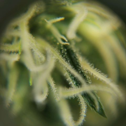 Lucia the 2nd growlog timeline photo