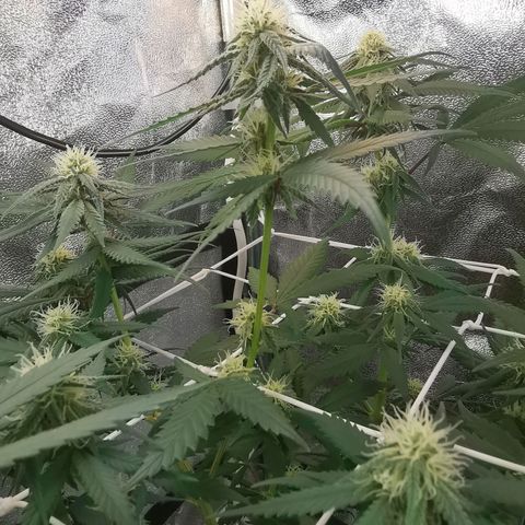 Lucia the 2nd growlog timeline photo