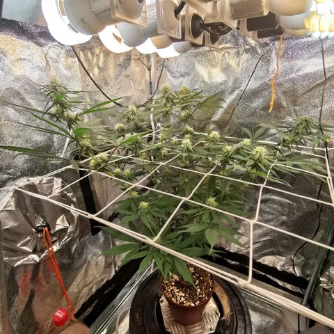 Lucia the 2nd growlog timeline photo