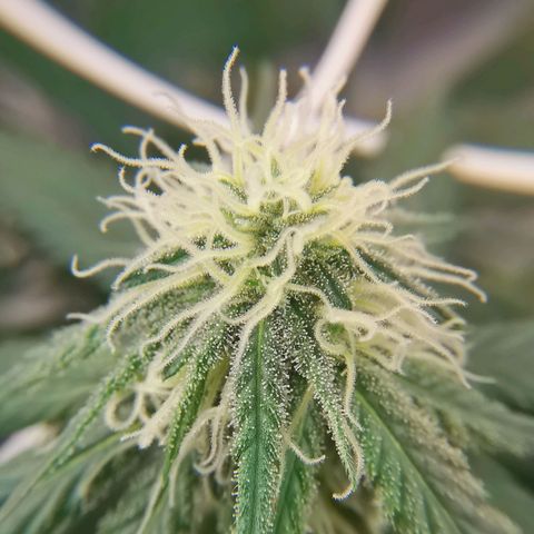 Lucia the 2nd growlog timeline photo