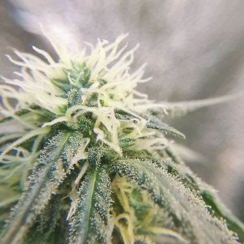 Lucia the 2nd growlog timeline photo