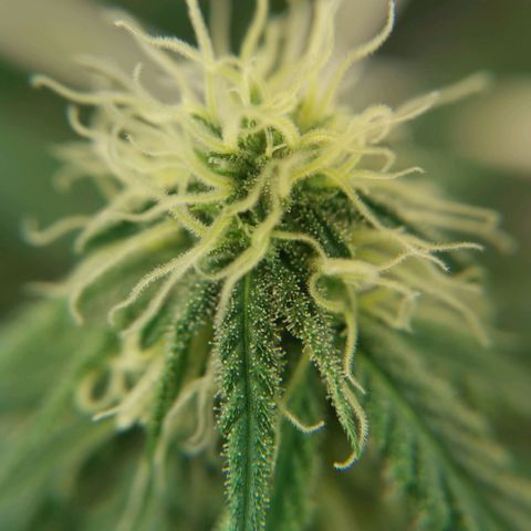 Lucia the 2nd growlog timeline photo
