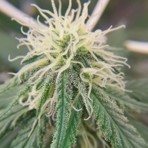 Lucia the 2nd growlog timeline photo