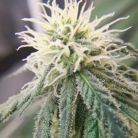 Lucia the 2nd growlog timeline photo