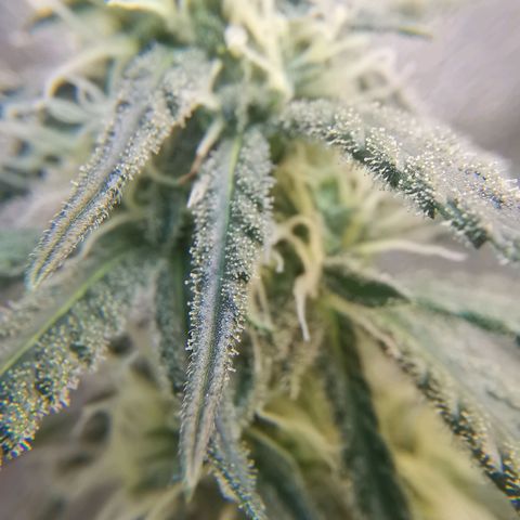 Lucia the 2nd growlog timeline photo