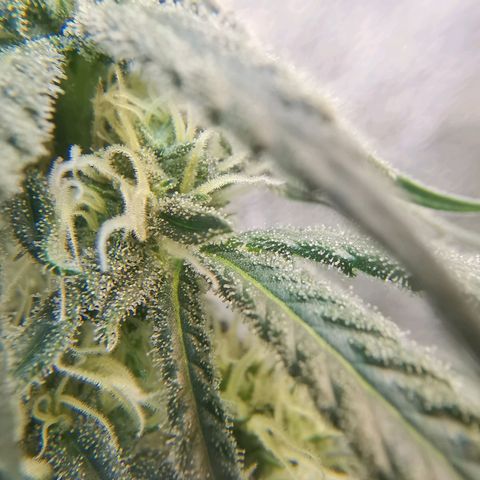 Lucia the 2nd growlog timeline photo