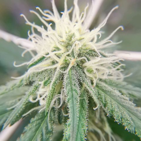 Lucia the 2nd growlog timeline photo