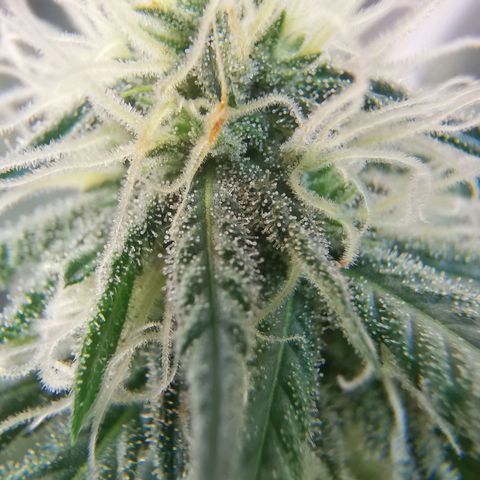 Lucia the 2nd growlog timeline photo