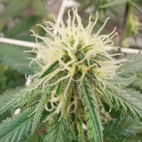 Lucia the 2nd growlog timeline photo