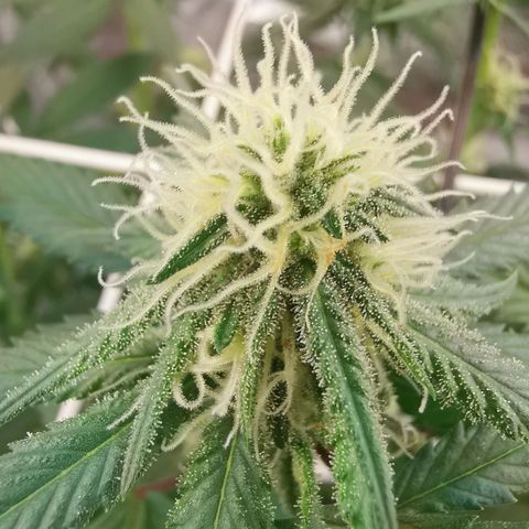 Lucia the 2nd growlog timeline photo