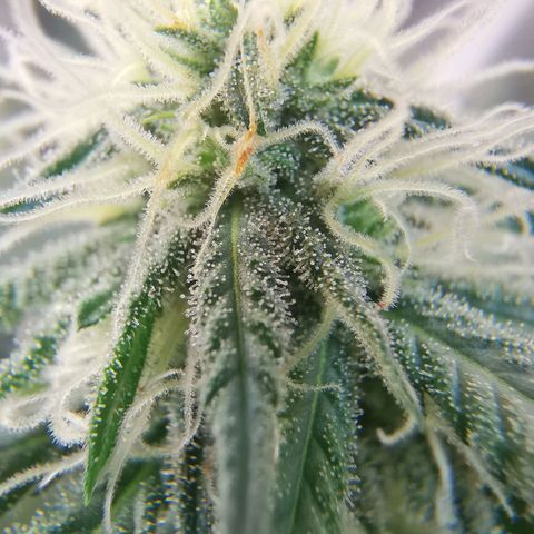 Lucia the 2nd growlog timeline photo