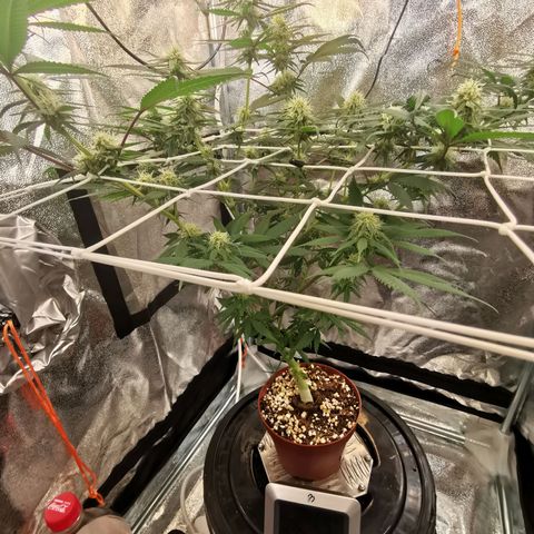 Lucia the 2nd growlog timeline photo
