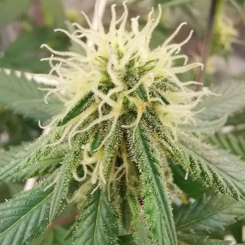 Lucia the 2nd growlog timeline photo