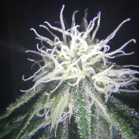 Lucia the 2nd growlog timeline photo