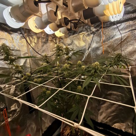 Lucia the 2nd growlog timeline photo