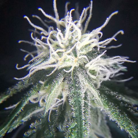 Lucia the 2nd growlog timeline photo