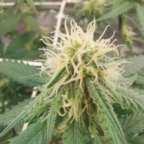 Lucia the 2nd growlog timeline photo