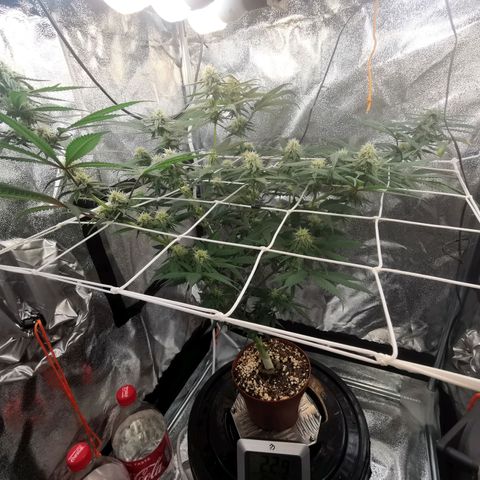 Lucia the 2nd growlog timeline photo